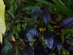 Alternanthera brasiliana