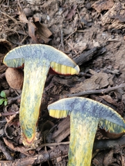 Boletus subvelutipes