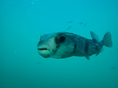 Chilomycterus reticulatus