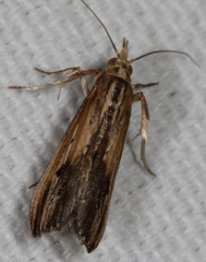 Ancylostomia stercorea