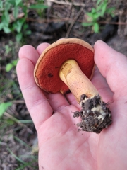 Boletus subvelutipes