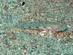 Thorogobius macrolepis