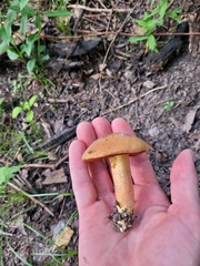 Boletus subvelutipes