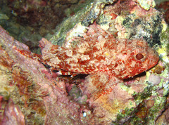 Scorpaena notata