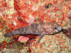 Gobius paganellus