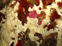 Lissoclinum perforatum