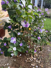 Brunfelsia