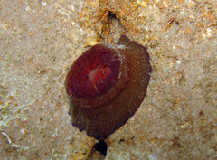 Actinia striata
