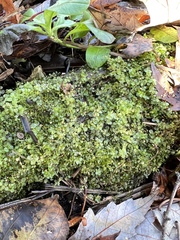 Rhizomnium punctatum