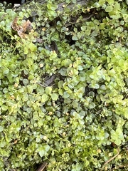 Rhizomnium punctatum