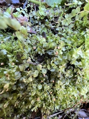 Rhizomnium punctatum