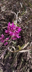 Epidendrum jamiesonis