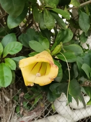 Solandra