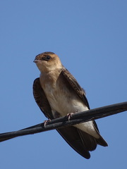 Alopochelidon fucata