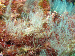 Halopteris liechtensternii