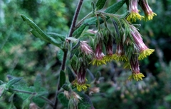 Brickellia secundiflora