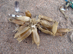 Scyliorhinus canicula