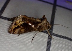 Chrysodeixis includens