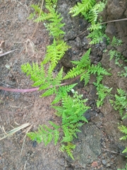 Pityrogramma calomelanos