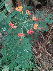 Caesalpinia