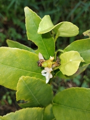 Citrus × latifolia