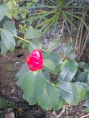 Costus
