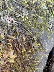 Dichelyma capillaceum