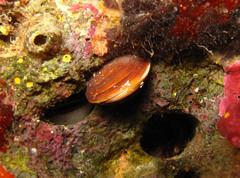 Lithophaga lithophaga