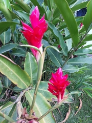 Alpinia purpurata image