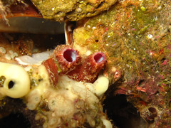 Pyura dura