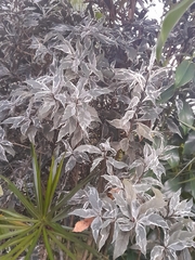 Graptophyllum pictum