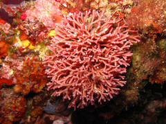 Tricleocarpa fragilis