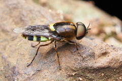 Odontomyia hunteri