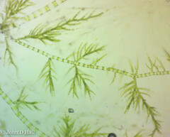 Draparnaldia glomerata