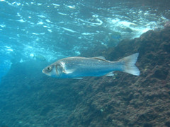 Dicentrarchus labrax