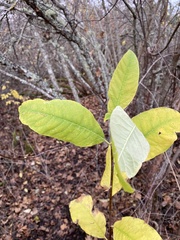Oemleria cerasiformis