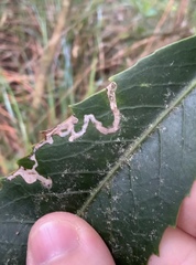Eumetriochroa panacitorsens