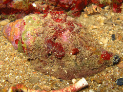 Monoplex parthenopeus