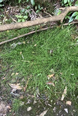 Schoenus maschalinus