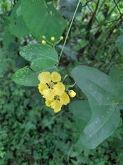 Callaeum macropterum