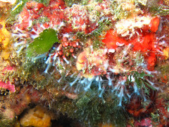 Sarcodictyon catenatum