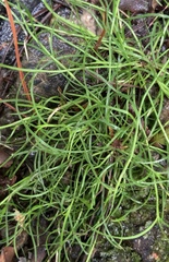 Schoenus maschalinus