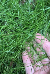 Schoenus maschalinus