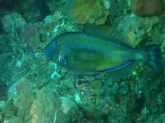 Meuschenia hippocrepis