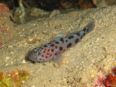 Thorogobius ephippiatus