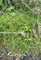 Schoenus maschalinus