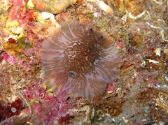 Dendrodoris grandiflora