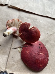 Russula cremoricolor