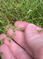 Schoenus maschalinus