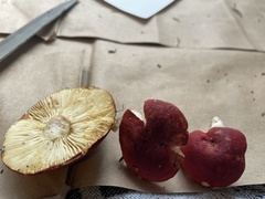 Russula cremoricolor